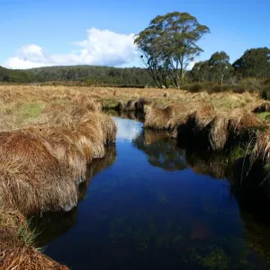 Tranquil creek at Barrington Tops
