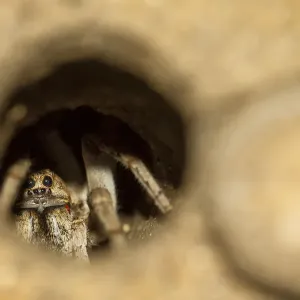 Trapdoor spider hiding in its burrow
