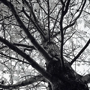 Tree Abstract in Black and white