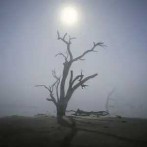 tree in fog with moonlight tree in fog with moonlight