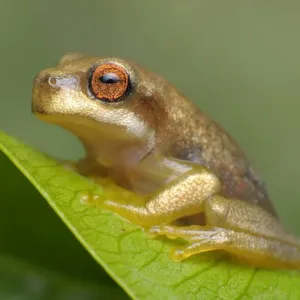Baumfrosch Baumfrosch
