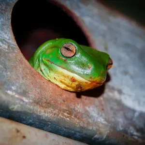 Baumfrosch Baumfrosch