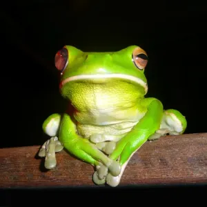 Baumfrosch Baumfrosch