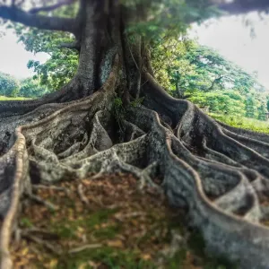 Moten Bay Fig Tree Print, Queensland