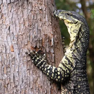 Tree hugger