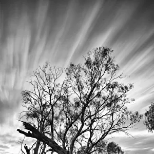 Tree by lake with long exposure clouds