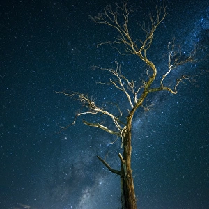 Tree with Milky way