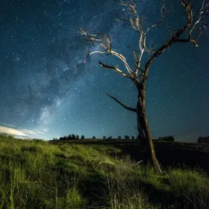 Tree with Milky way Tree with Milky way