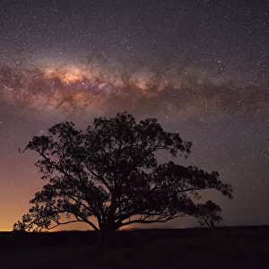 Tree with milkyway above it