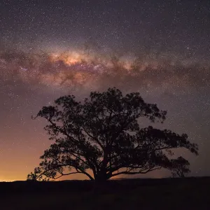 Tree with milkyway above it Tree with milkyway above it