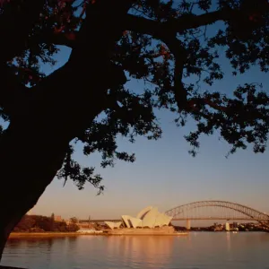 Tree near Sydney Harbor Tree near Sydney Harbor