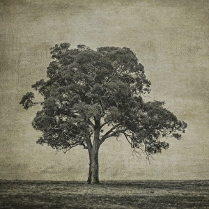 A tree in a paddock