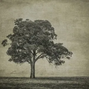 A tree in a paddock