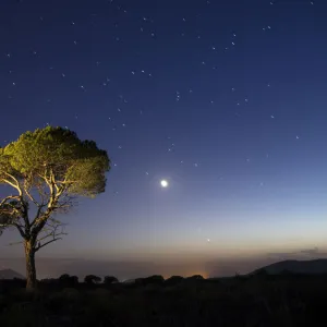 A tree of alone pine in the mountain, a night of blue sky of full moon and stars