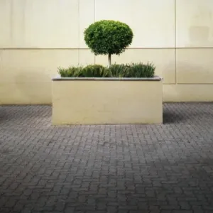Tree in Planter Box Print