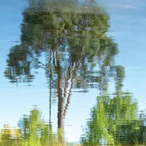 Tree reflections Tree reflections