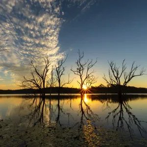 Tree Silhouete in the Ocean Sunrise