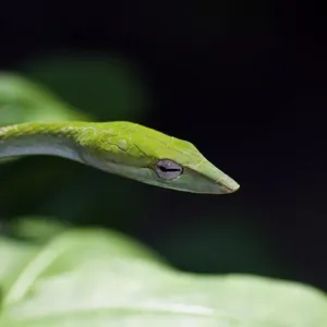 Green Tree Snake Print
