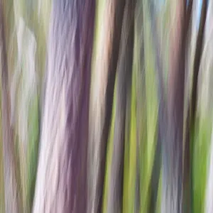 Tree Trunks Tree Trunks