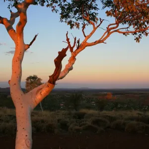 A tree turns orange on Telegraph Hill in Newman during sunset A tree turns orange on Telegraph Hill in Newman during sunset