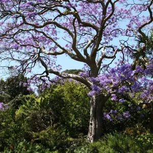 Australian Trees Print
