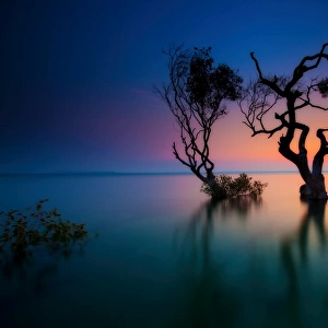 Trees in bay at sunset