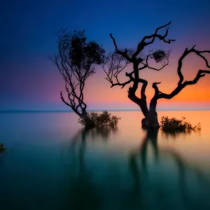 Trees in bay at sunset Print