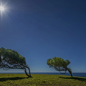 Three trees bend to the wind at Point Howe, Norfolk Island
