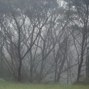 Trees in fog