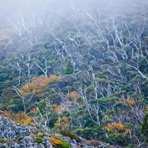 Trees and fog on Cradle Mountain. Tasmania Trees and fog on Cradle Mountain. Tasmania