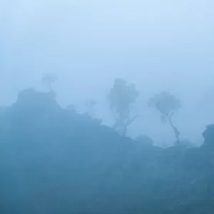 Trees in the fog at West Macdonnell Ranges