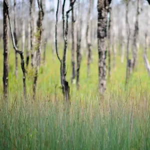 Trees in forest Trees in forest
