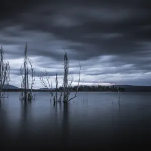 Trees in Lake Jindabyne Trees in Lake Jindabyne