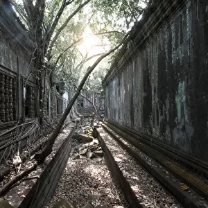 Trees and Thick Brush Consuming the Remaining Walls and Windows at the Unrestored Beng Mealea Temple, Angkor, Cambodia