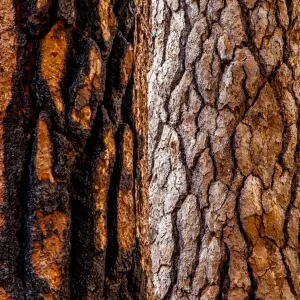 Yosemite Print: Two Trees with Distinctive Bark