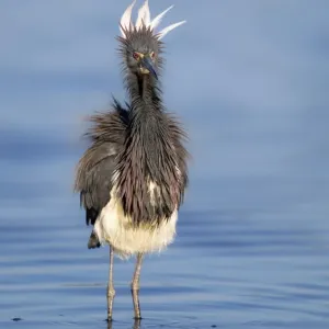 Tri-coloured Heron (Egretta tricolor)
