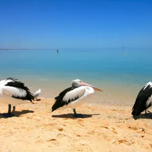 Trio of pelicans on Monkey Mia beach Western Australia