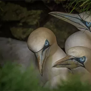 Trio of young Gannets, Shetland Islands, Scotland
