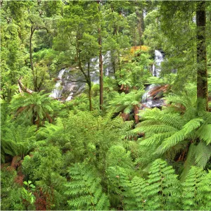 Triplet falls, Otway ranges, Victoria, Australia