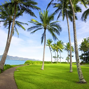 Tropical coconut trees on Hayman Island