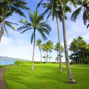 Tropical coconut trees on Hayman Island