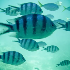 Tropical Fish