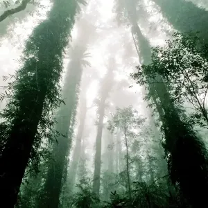 Tropical rain forest Tropical rain forest