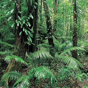 Queensland (QLD) Jigsaw Puzzle Collection: Daintree Region