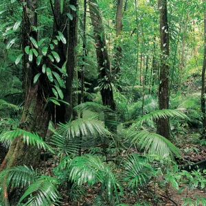 Tropical Rainforest, Mossman Gorge, Daintree National Park, Queensland, Australia