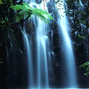 Tropical tree fern overhanging waterfall on Elinjaa Creek
