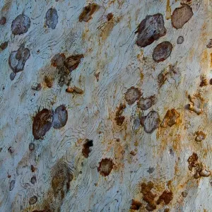 The trunk of a gum tree in the Pilbara region of Western australia