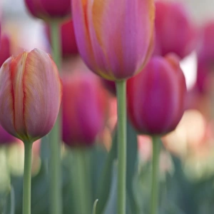 Australian Capital Territory (ACT) Jigsaw Puzzle Collection: Floriade