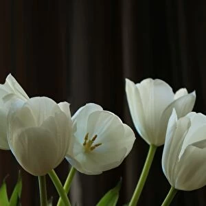 Tulips in colour