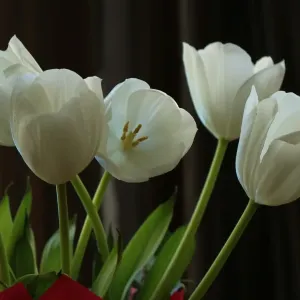 Australian Tulips Black and White Print Australian Tulips Black and White Print